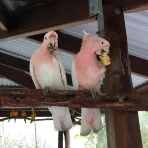 Major Mitchell's Cockatoo