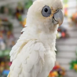 Bare Eyed Cockatoo