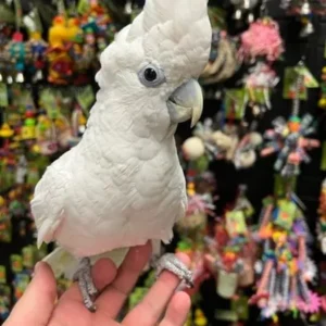 Palm Cockatoo