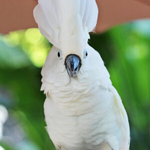 Umbrella Cockatoo