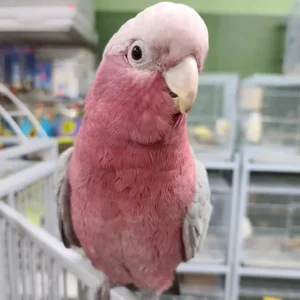 Rose Breasted Cockatoo