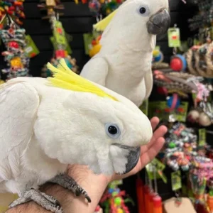 Sulphur Crested Cockatoo