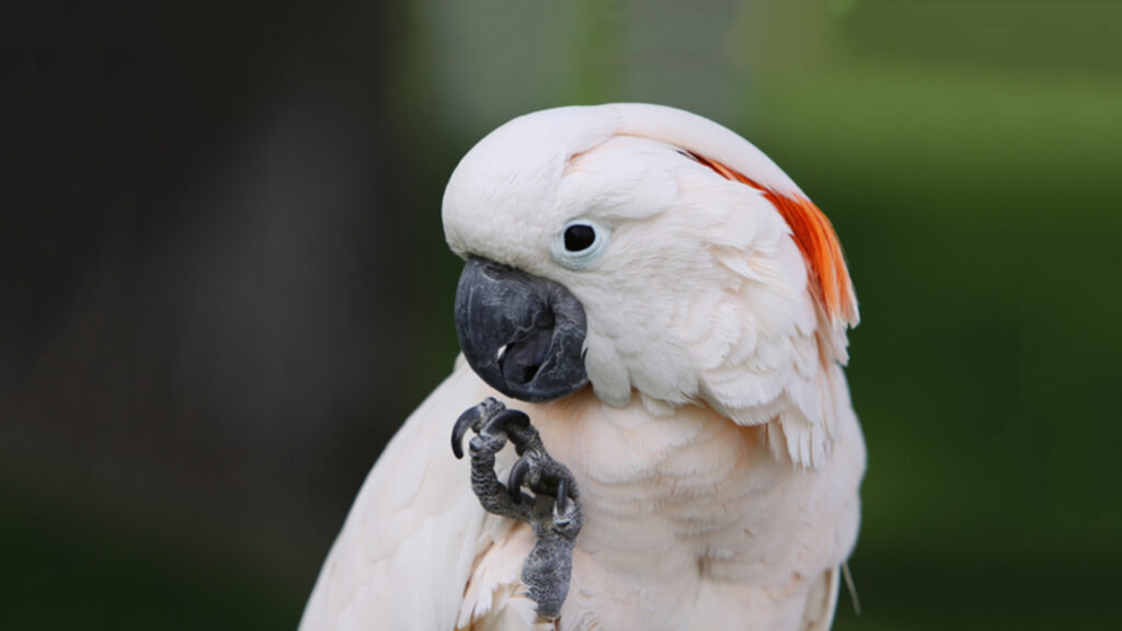 Moluccan Cockatoo