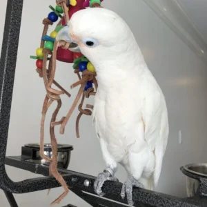 Goffin Cockatoo
