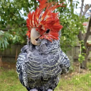 Gang Gang Cockatoo
