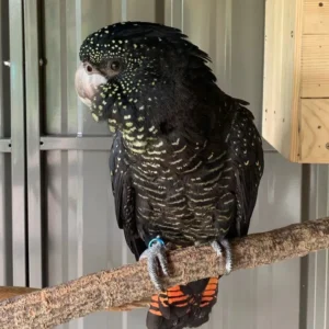Red-Tailed Black Cockatoo