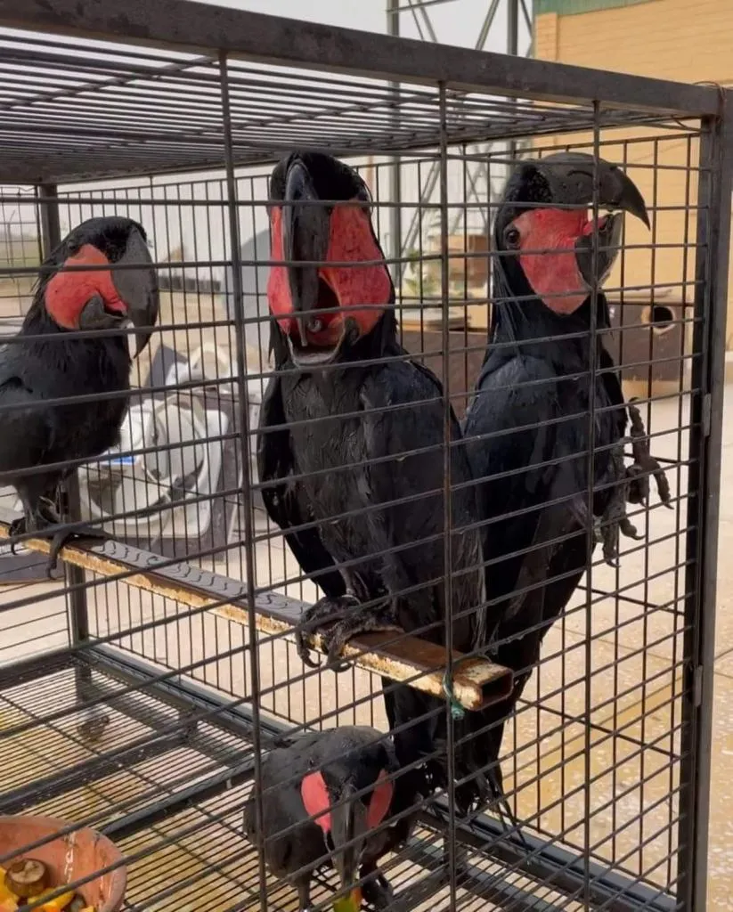 Cockatoo Black Palm - Image 3